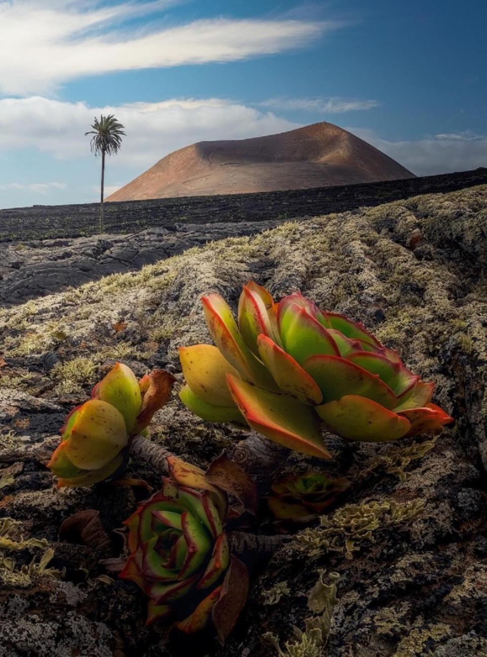 Lanzarote Casa Volcanica-Anclada Sobre La Lava Del Volcan Montana Blanca Eksteriør billede